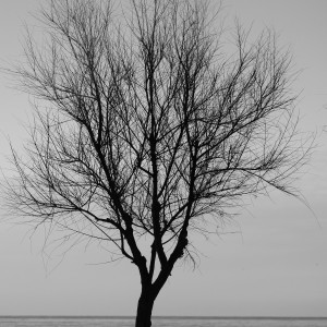 l'albero al mare